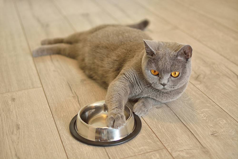 Отравление у кошек: признаки, симптомы и что делать?