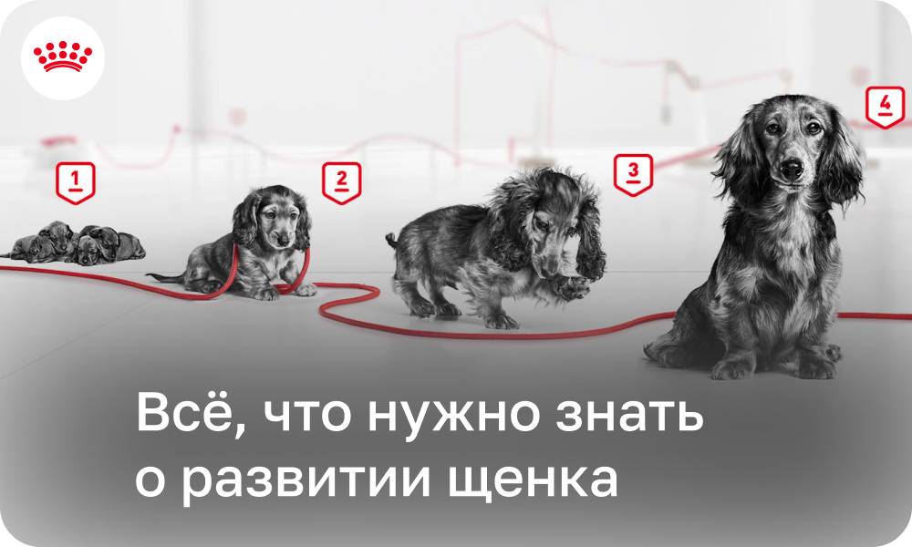 Список преимуществ и условий предоплаты во время бронирования щенка: