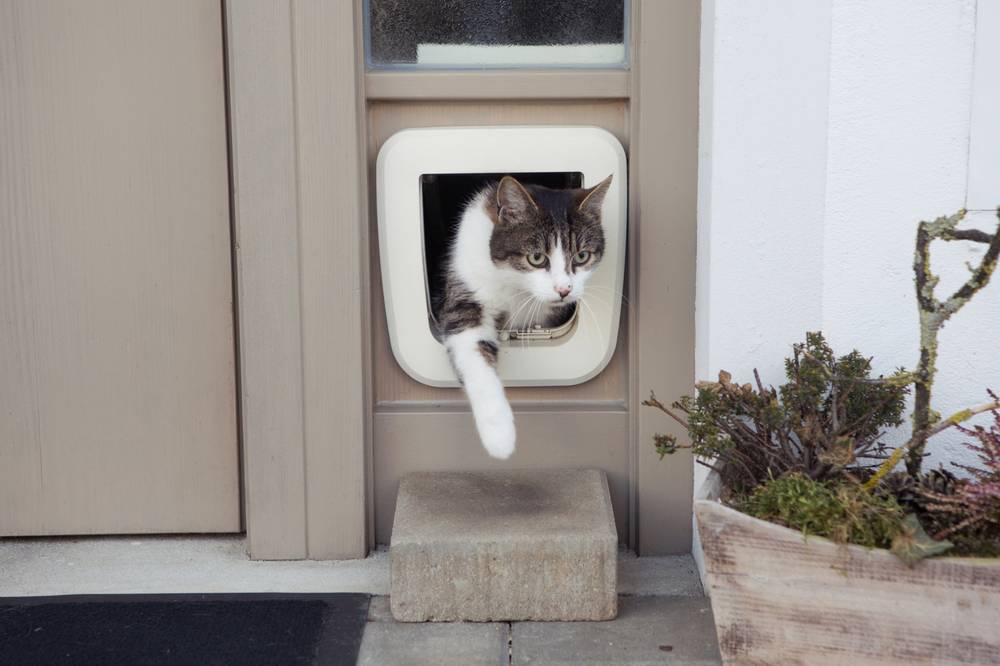 Лаз в двери для кошки, какие бывают виды и как сделать? Ответы на Petstory