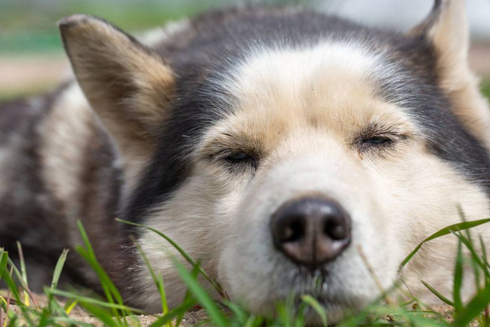 Горячие уши у собаки: почему, что это значит и что делать?