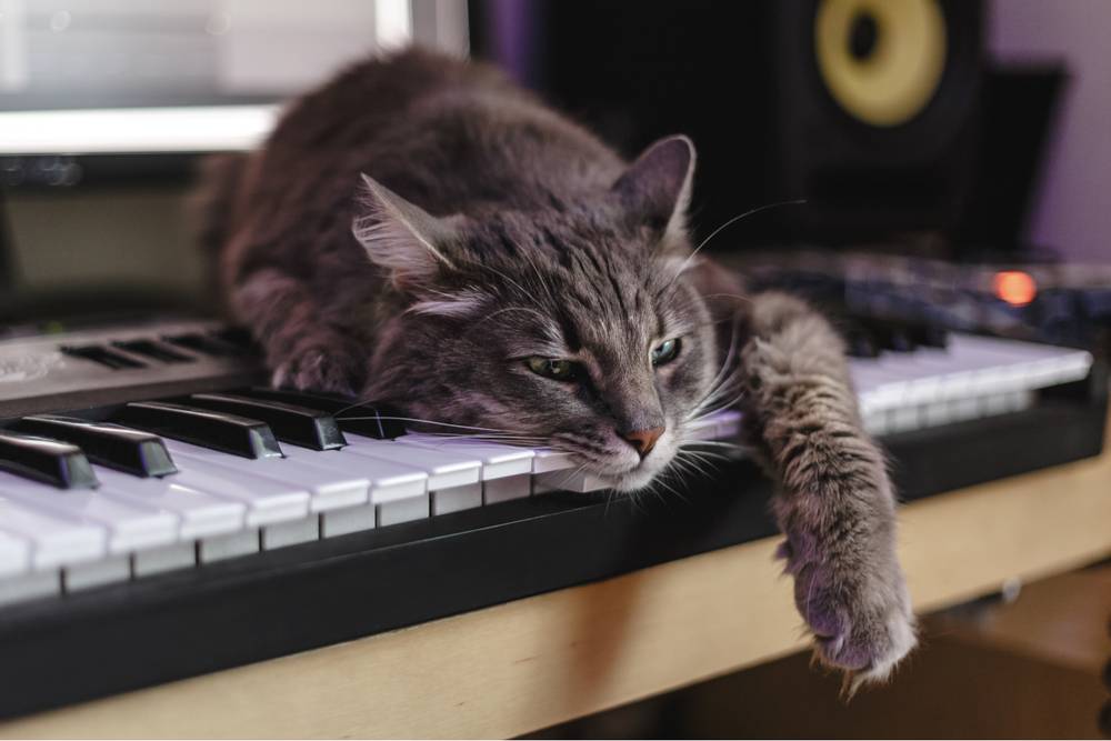 Какую музыку любят кошки и как на нее реагируют? - Petstory