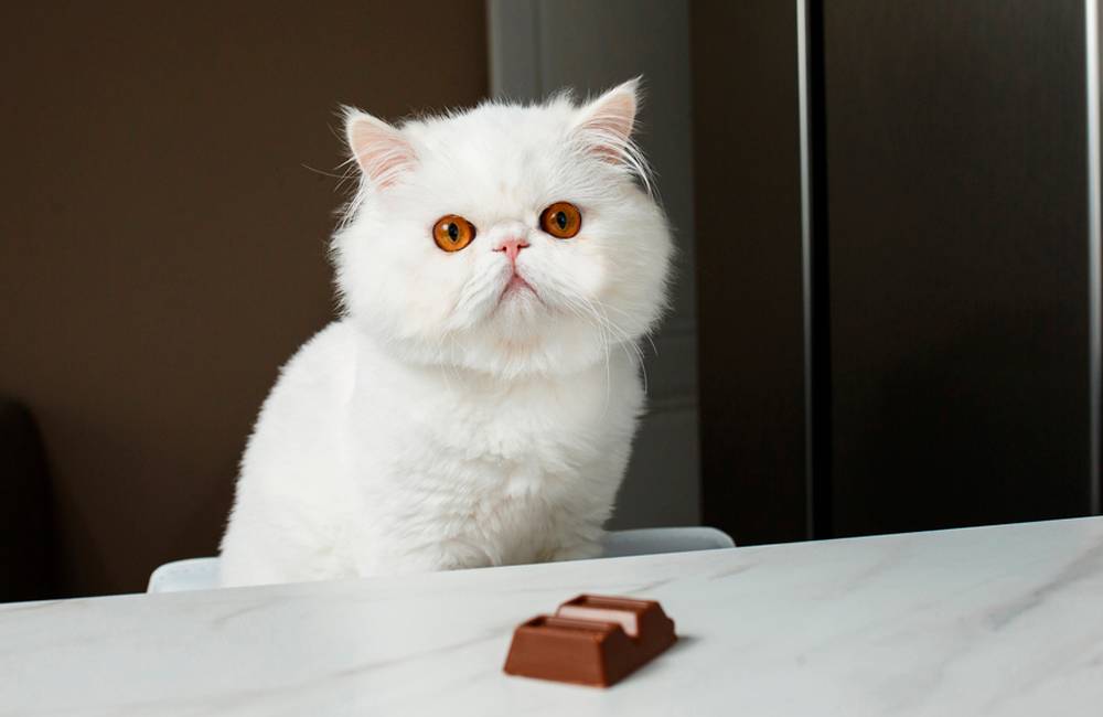 Почему шоколад опасен для кошек: вредные последствия и способы защиты