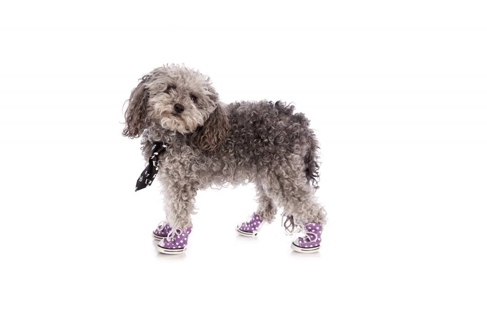 Обувь для собак мелких и крупных пород собак таблица размеров на Petstory