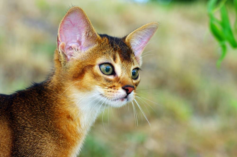 Как определить породу котенка по окрасу, телосложению, типу шерсти, окрасу,  хвосту и строению ушей - Petstory