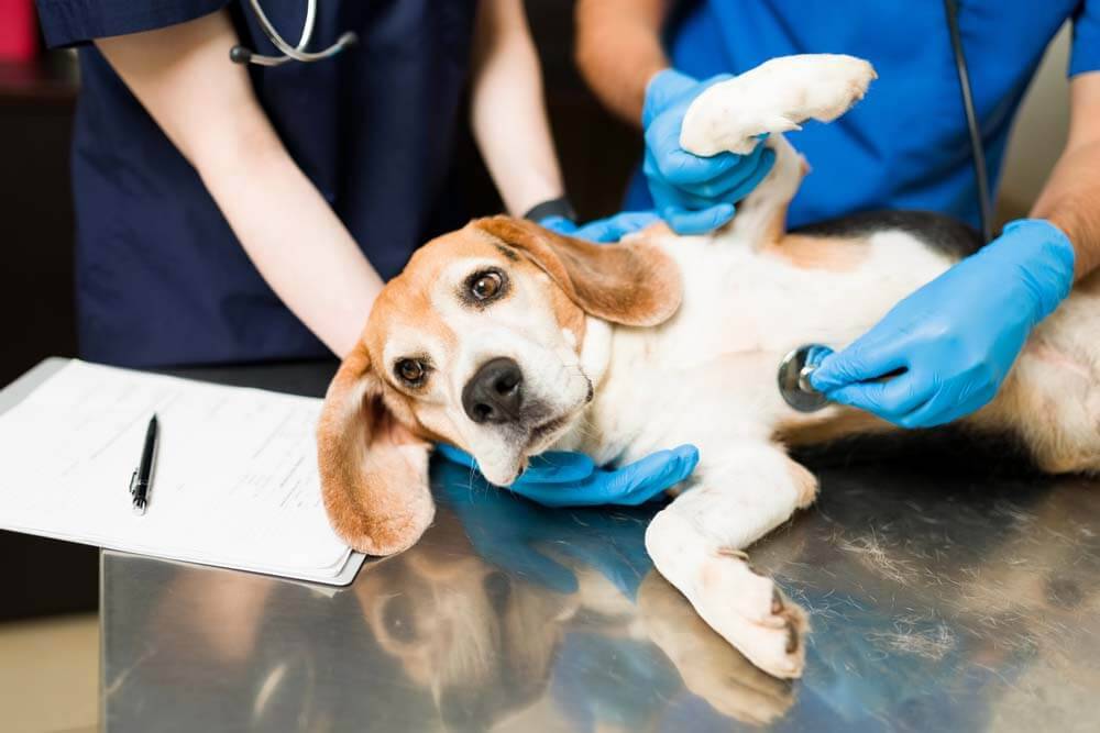 Эпилепсия у собак: симптомы, лечение, препараты, причины, что делать