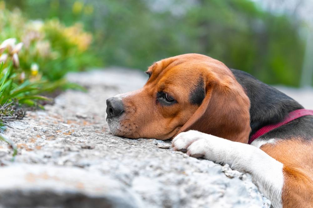 Заболела собака – что делать и чем лечить?