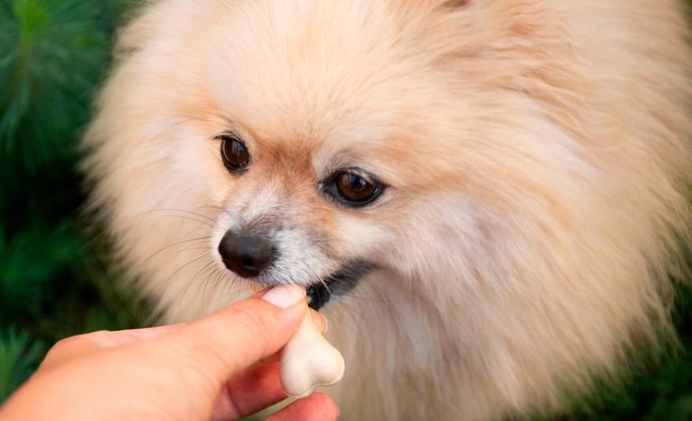 Чем кормить померанского шпица в домашних условиях, а чем нельзя – какой  корм лучше для щенка