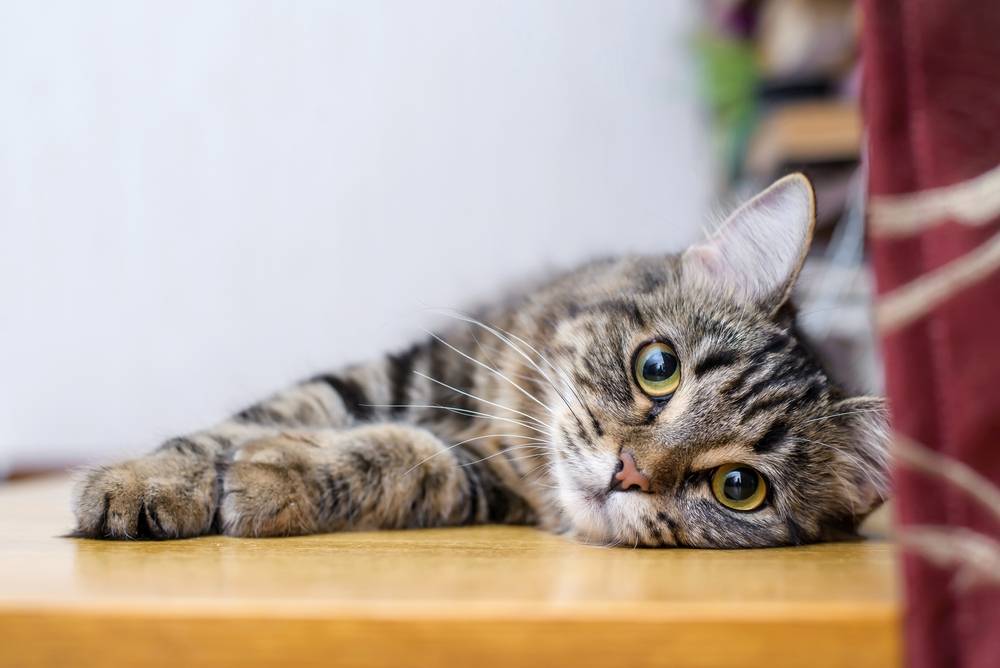 Что делать, если у кота проблемы с ЖКТ: симптомы, лечение, диета