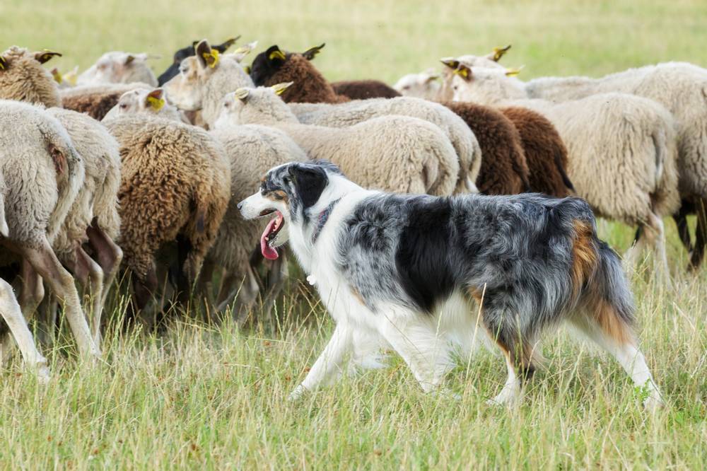Пастушьи породы собак названия и фото на сайте Petstory
