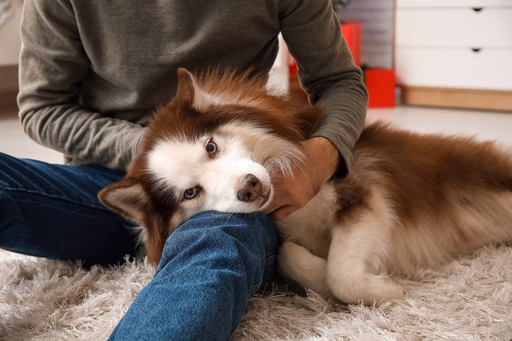 Факты о болезнях почек у собак
