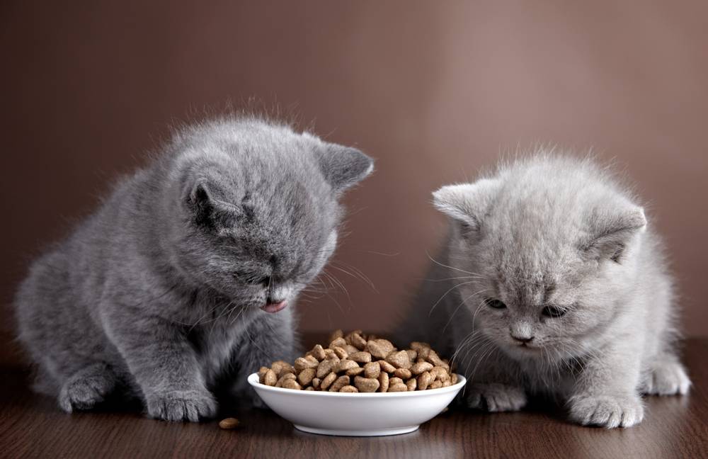 Сколько раз в день нужно кормить котенка - Petstory