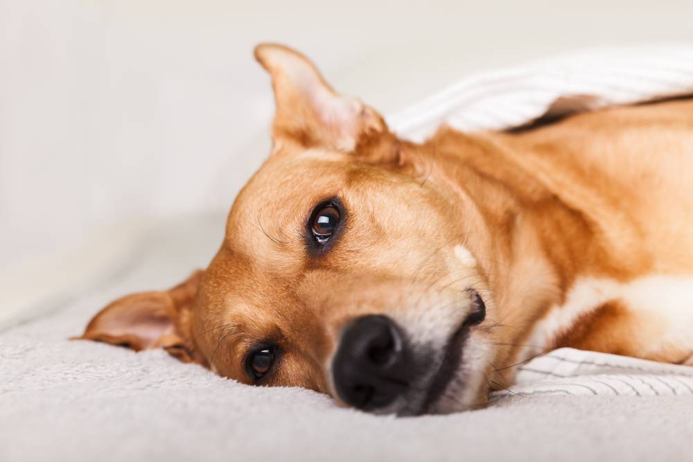 Собаку рвет непереваренной пищей после еды – почему тошнит пса и что делать  при рвоте?