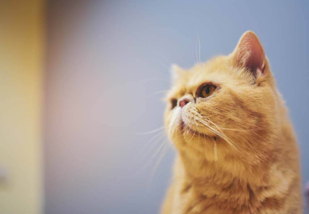 У кота текут слюни изо рта: почему и что делать при повышенном  слюноотделении