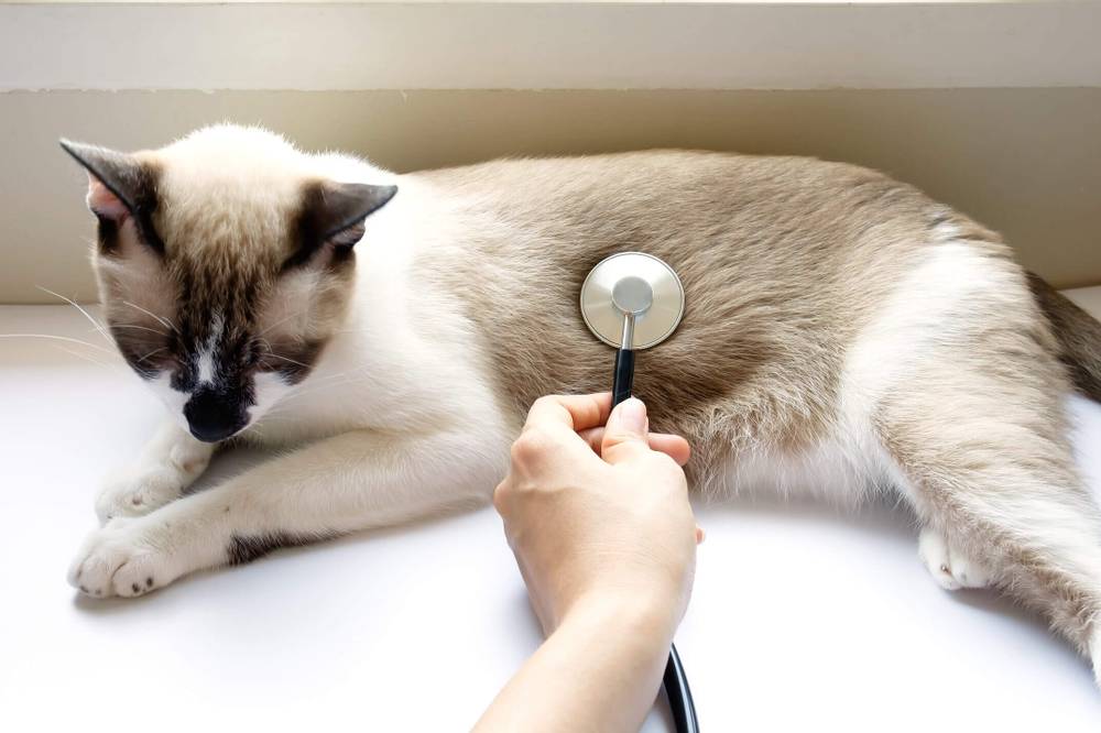 Асцит у кошек и котов: симптомы, лечение