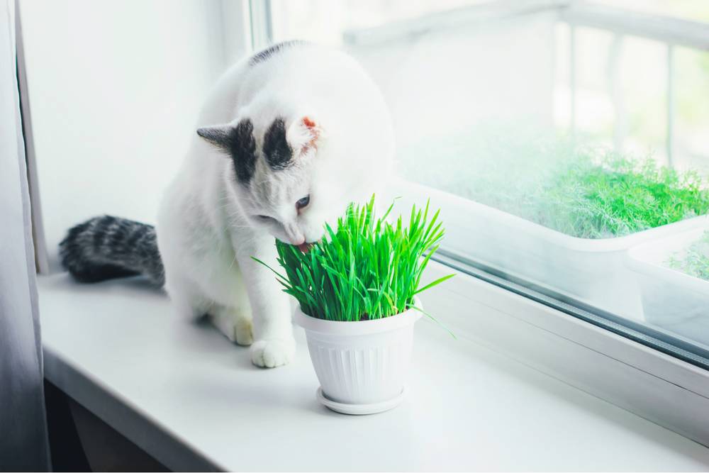 Почему кошки едят траву и какая трава полезна для кошки? - Petstory