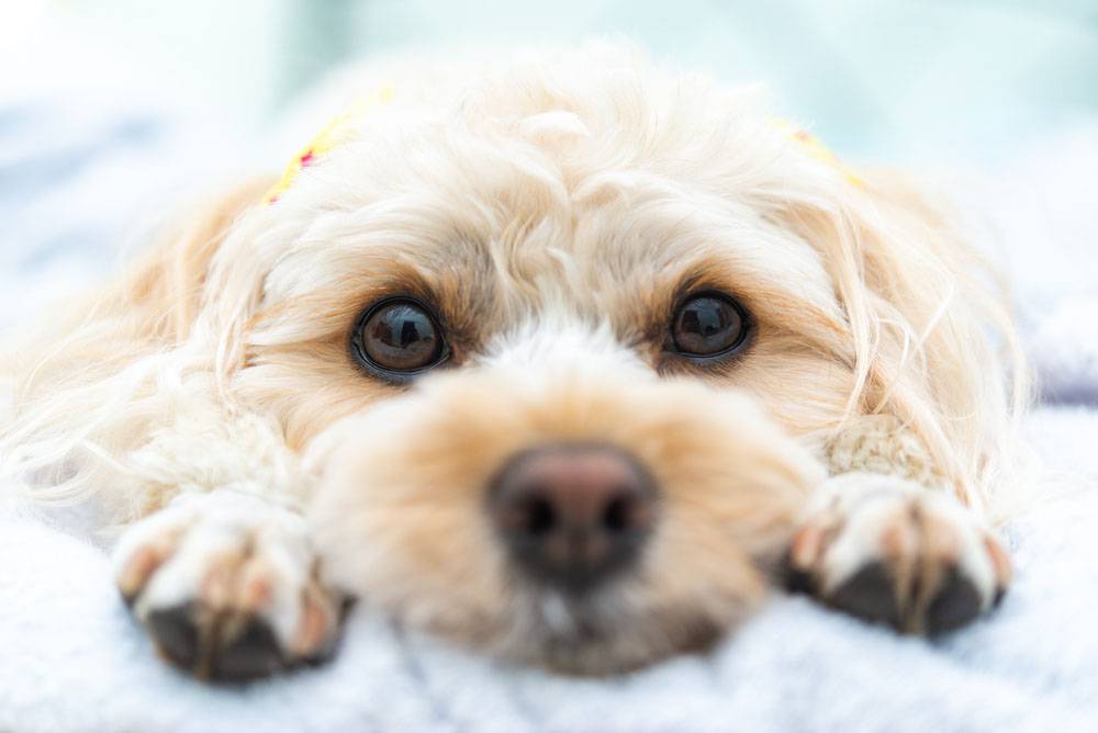 Симптомы глаукомы у собак