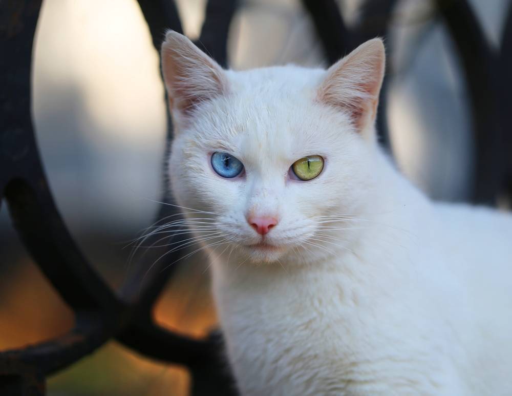 Кошки с разными глазами (гетерохромия у кошек): причины и особенности