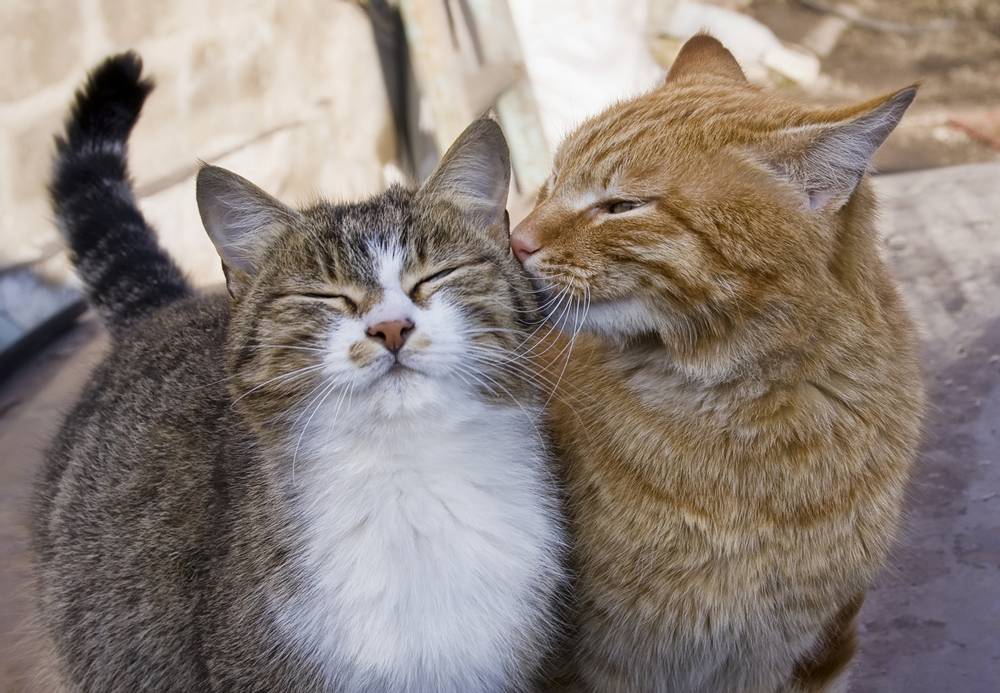 Вязка котов и кошек: первое спаривание и как проходит - Purina ONE®