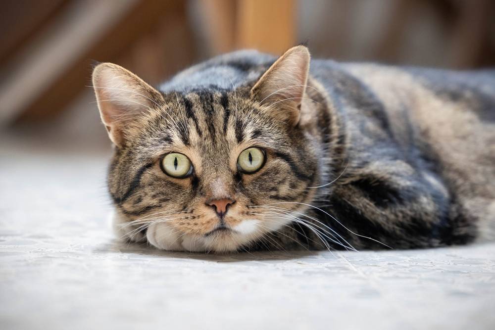 Лямблиоз у кошек (лямблии): симптомы, лечение, опасность