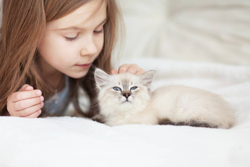 Самые маленькие кошки: список пород с фото и описанием на Petstory