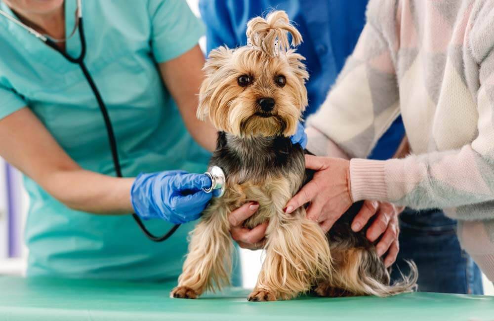 Как ухаживать за собакой после стерилизации?