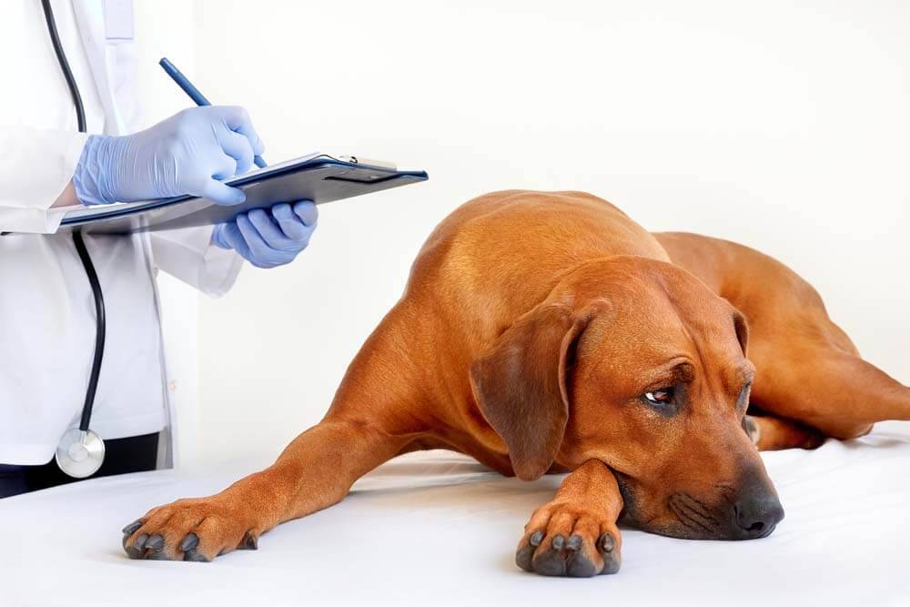 Почему собака может блювоть желчью: причины и способы помощи