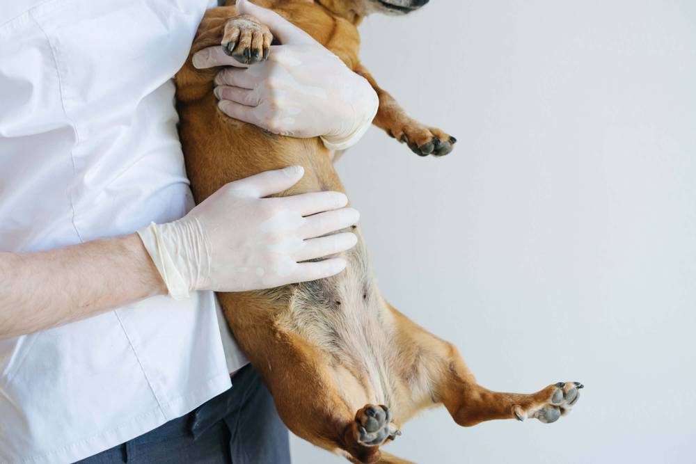 Слабительное для собак — статья от ветеринара