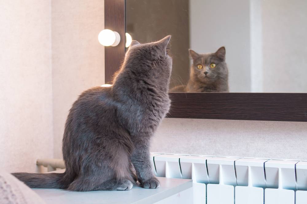 Узнают ли кошки себя в зеркале?