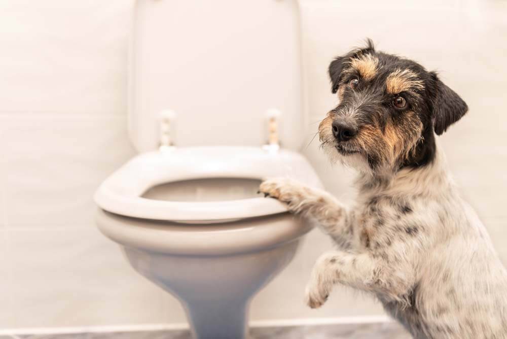 Почему собаки едят свой кал: причины и способы отучения