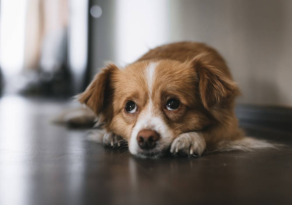 Причины и симптомы рахита у собак