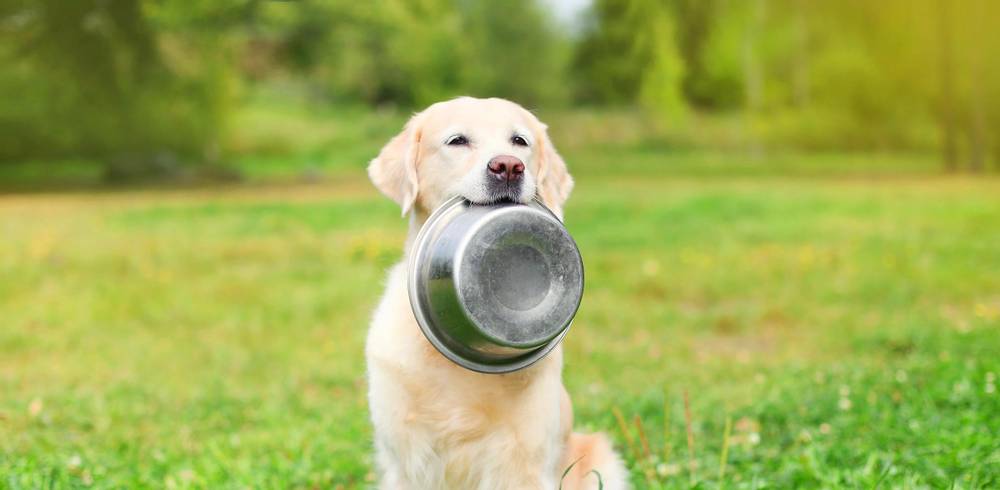 Как выбрать корм для собаки: советы экспертов и рекомендации