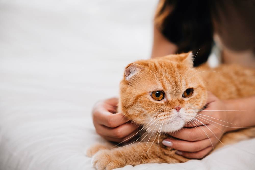 Как развеселить кота и поднять питомцу настроение – 15 способов