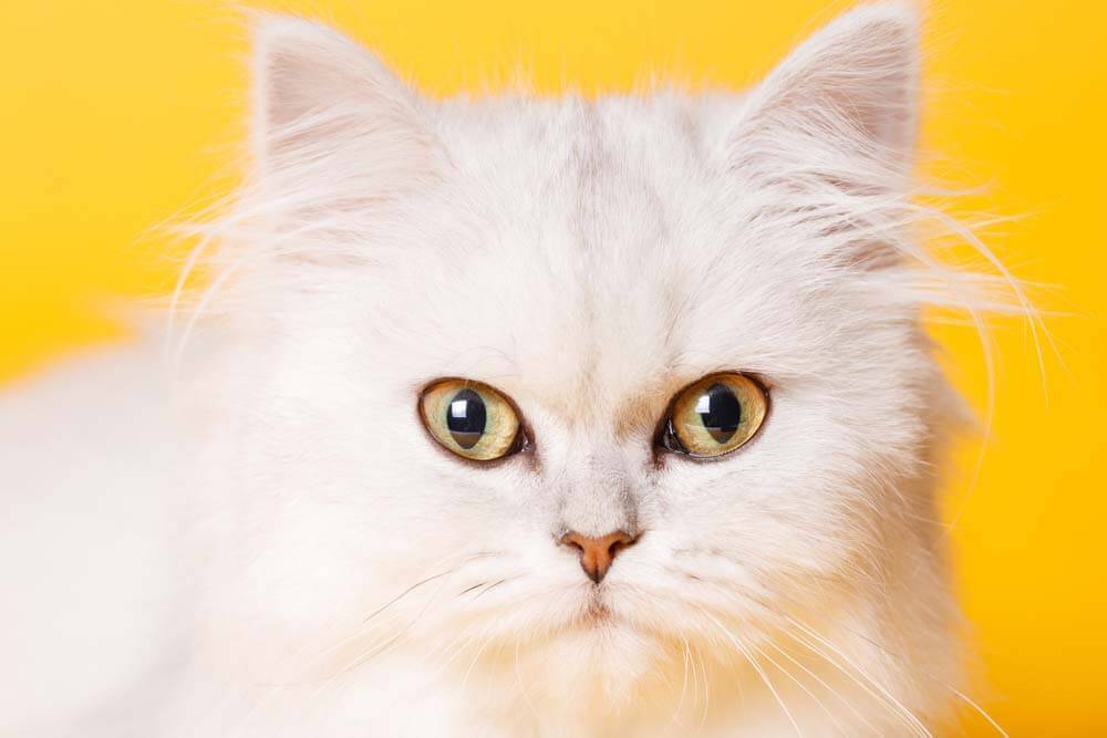 Выделения из глаз у котёнка: норма или патология?