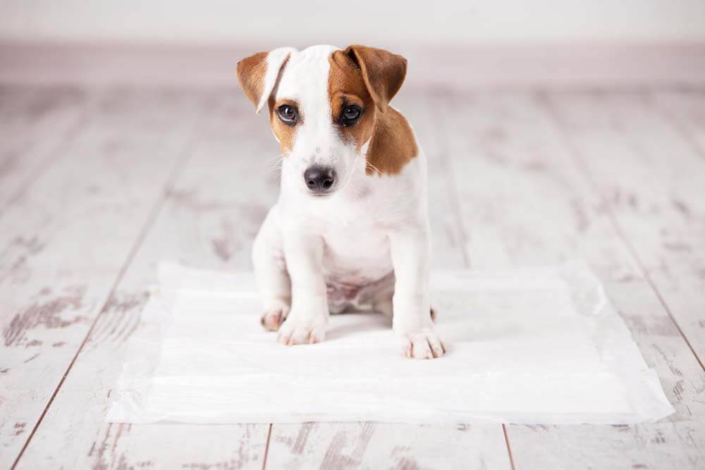 У собаки понос, что делать - Чем лечить понос у собаки в домашних условиях (быстро)