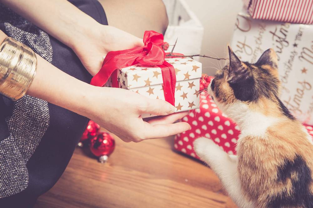 Как порадовать питомца: полезные и интересные подарки для кошек и собак | Четыре лапы | Дзен