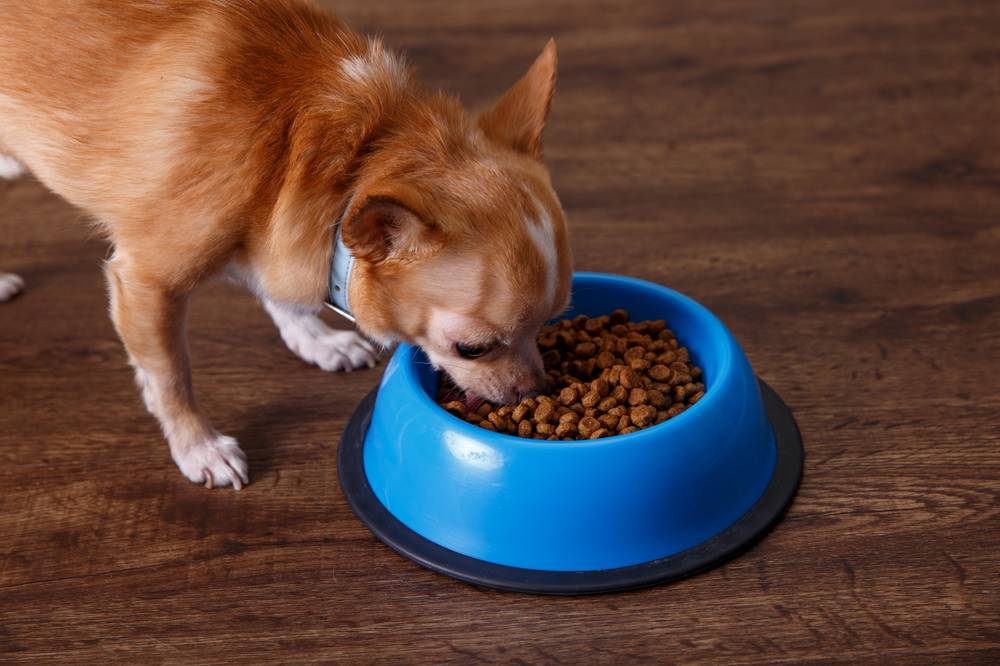 Чем кормить собаку с аллергией: выбор гипоаллергенного корма для вашего питомца