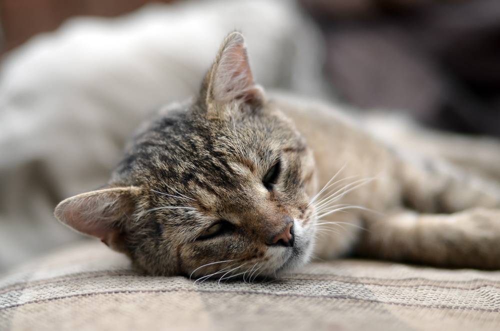 Лимфома у кошек: симптомы, диагностика и лечение