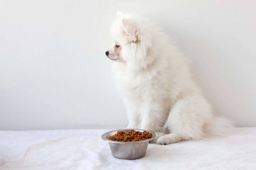 Почему собака не ест, отказывается от еды и стала вялой: причины, болезни