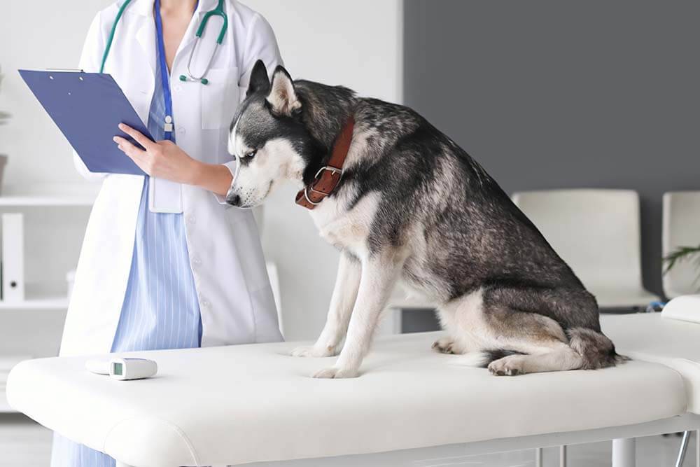 Инфекции у собак: симптомы, лечение и профилактика