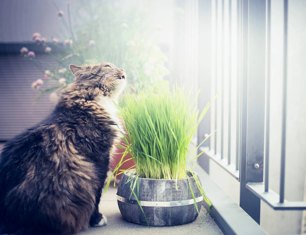 Советы по защите комнатных цветов от кошки, список на Petstory