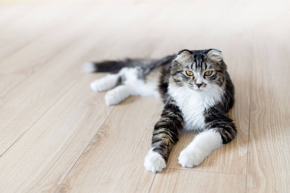 Сколько живут кошки и коты: средняя продолжительность жизни в домашних  условиях