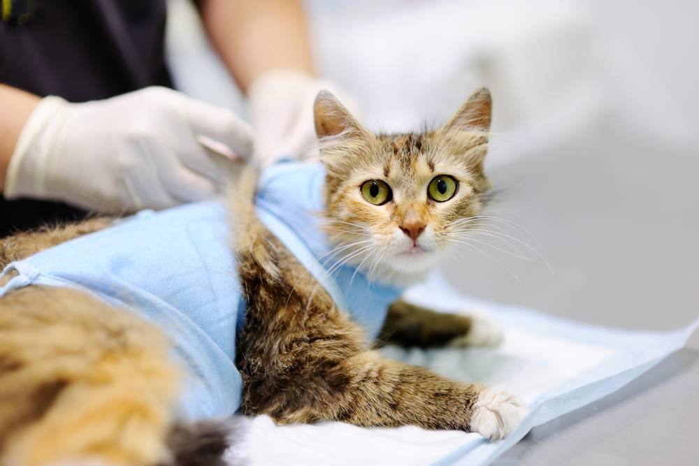 Бандаж или послеоперационная попона для кошки после стерилизации назначение  - Petstory