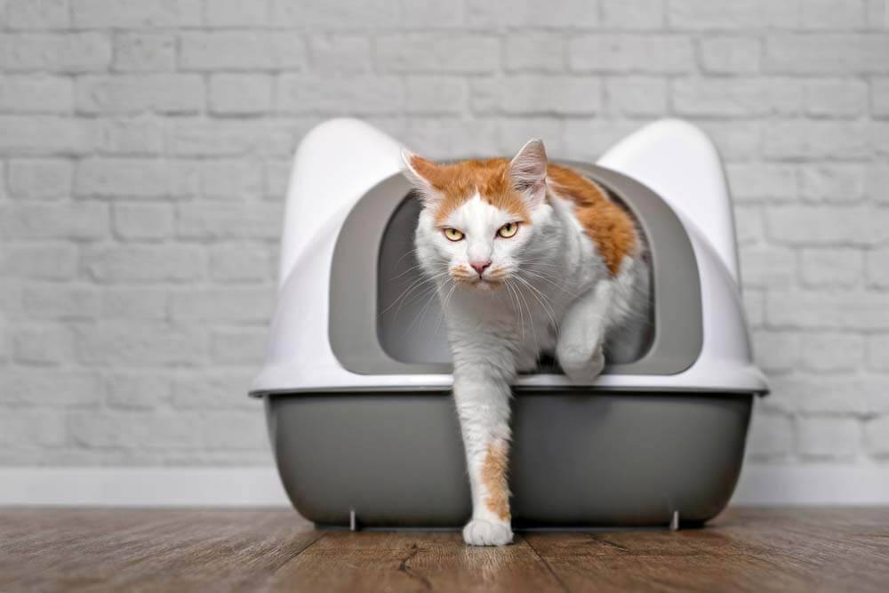 Кот часто ходит в туалет по-маленькому: причины и лечение частого  мочеиспускания у кошек