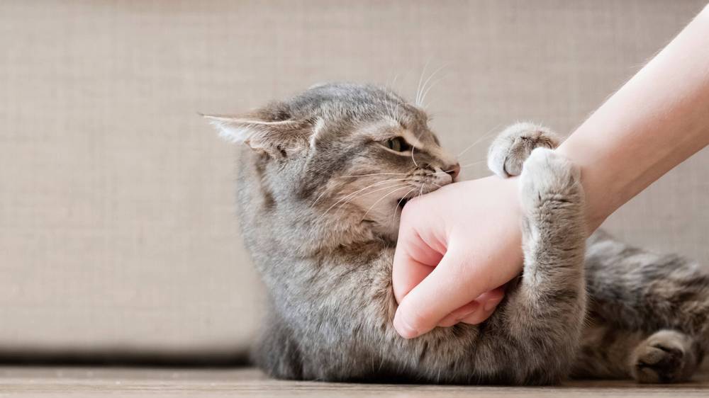 Кошка-абьюзер: борьба кошки с хозяйкой попала на видео