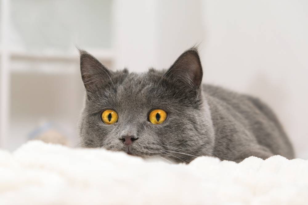 кошка серого цвета