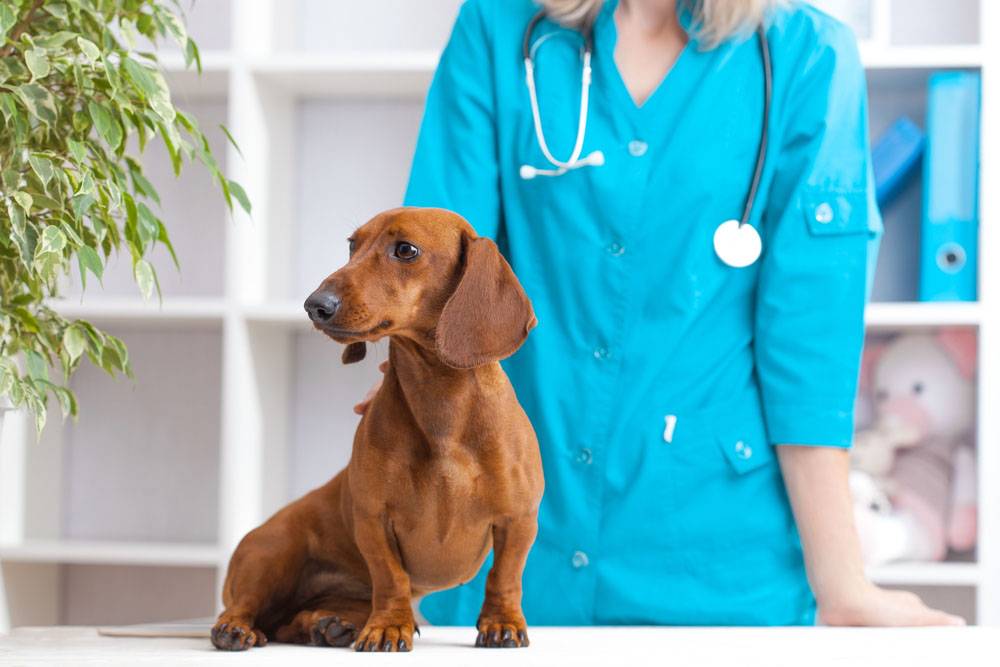 Запор у собаки: что делать и как помочь, симптомы и профилактика