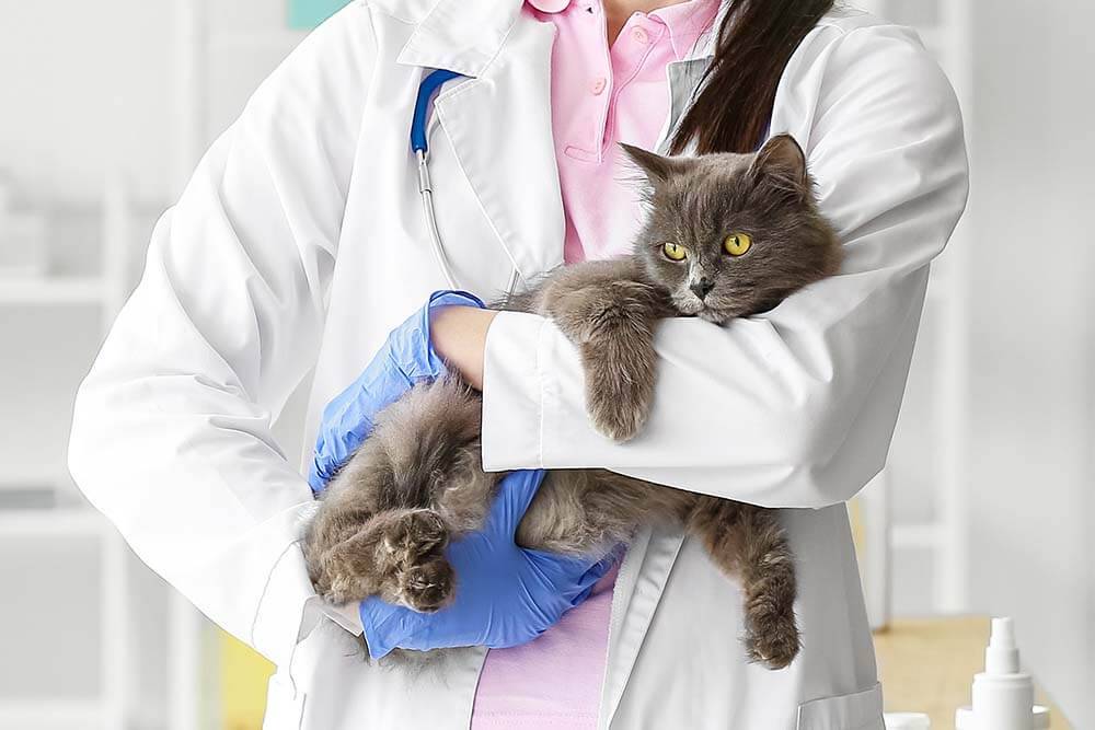 Мочекаменная болезнь у котов: симптомы, лечение, профилактика МКБ