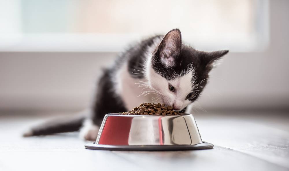Чем правильно кормить кошку? Советы на Petstory