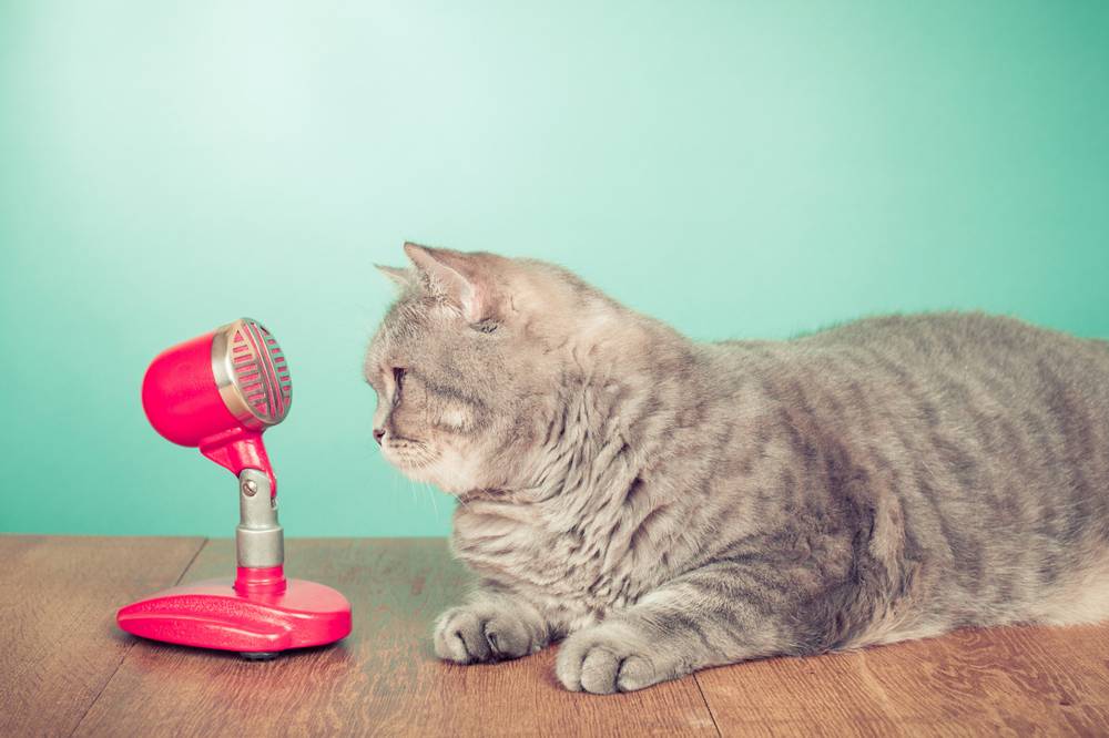 Как понять кошачий язык, чтобы знать, что хочет кот, и как говорить со  своим питомцем - Petstory