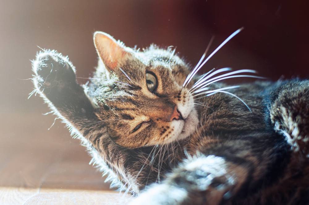 Отит у кошек: лечение, симптомы и признаки, фото, как выглядит